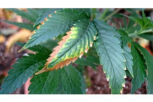 Leaf showing potassium deficiency in cannabis plants