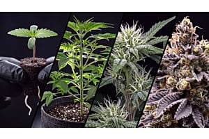 A healthy cannabis plant in full flowering stage with dense, resin-coated buds.