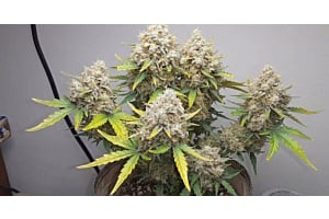 How & When to Top Autoflowers