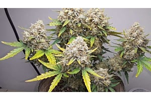 How & When to Top Autoflowers