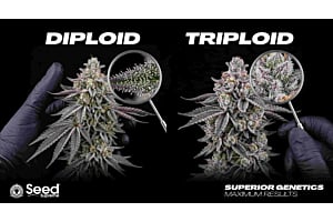 Healthy cannabis triploid and driploid trichomes