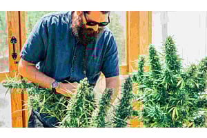 When to Harvest Cannabis: Ultimate Guide