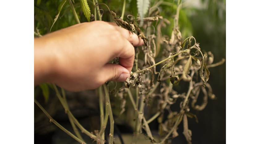 The Ultimate Guide to Cannabis Deficiencies | SeedSupreme