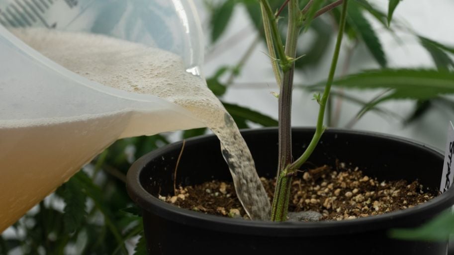 When to Feed Cannabis: Timing and Nutrients by Growth Stage