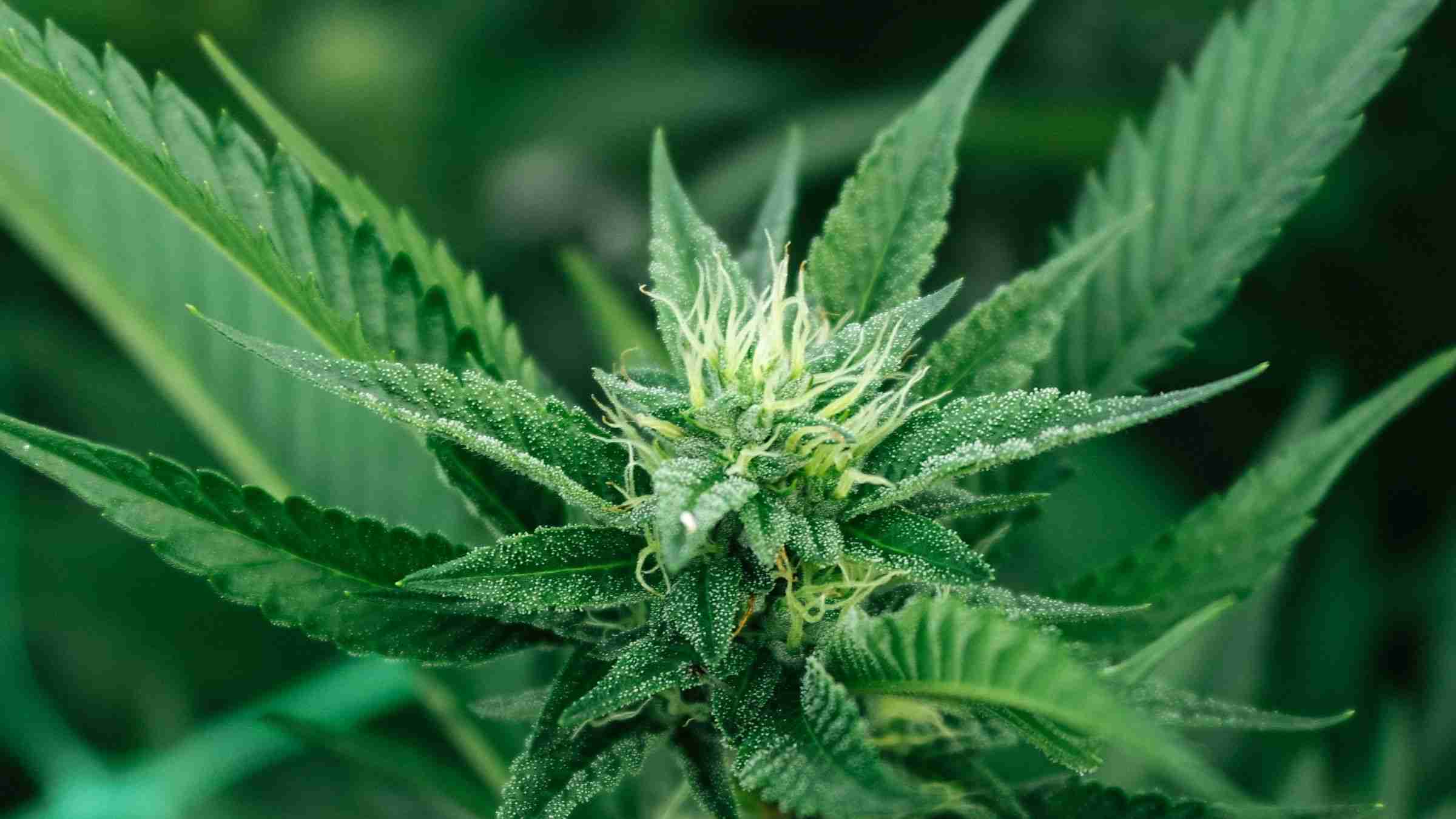 First Signs of Flowering Stage: A Week-by-Week Guide to Cannabis in Bloom
