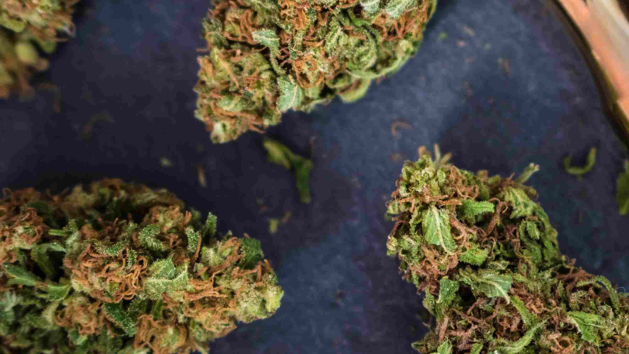 Over Ripe Buds & Trichomes: How to Avoid Harvesting Cannabis Too Late