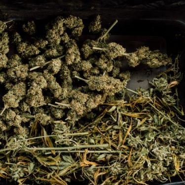How to Trim Weed: A Complete Guide for Cannabis Growers