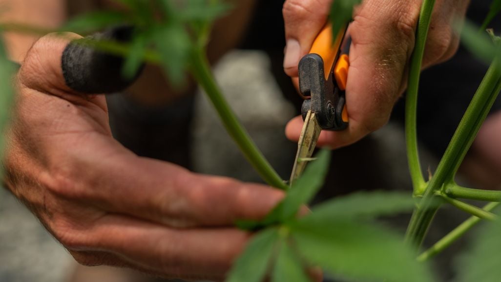 When to Defoliate Autoflowers: Timing, Technique, and What to Remove