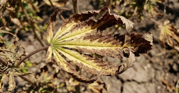 Potassium Deficiency: Cannabis Symptoms, Solutions & Prevention Tips