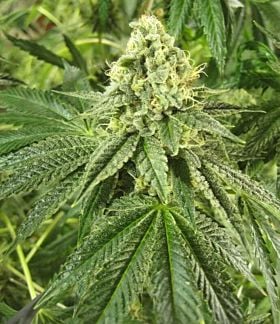 The Cali Connection Tahoe OG Kush Feminized 