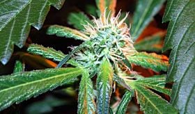 Kaliman Seeds Seedbank - Cheese #1 Regular Seeds