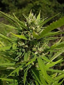 Mr Nice Seedbank - Early Haze (Early Queen x Afghan Haze) Regular Seeds