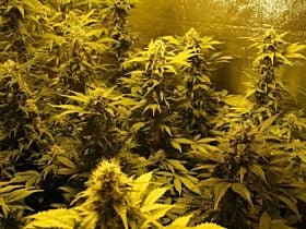Sensi Seeds - Hash Plant Regular