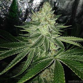Sin City Seeds True Power OG