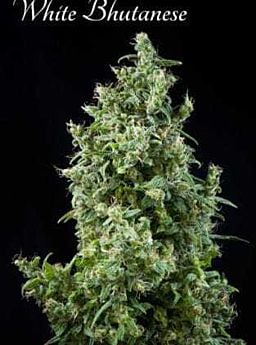 mandala white bhutanese
