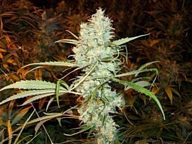 Bodhi Seeds Mountain Temple Regular 