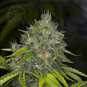 Dready Seeds - Dready Berry