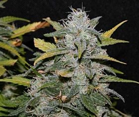 Alpine Seeds Sweet Pink Grapefruit Plant