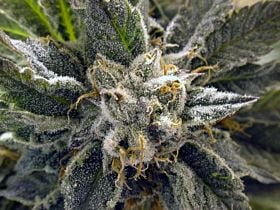 BC Bud Depot BC God Bud