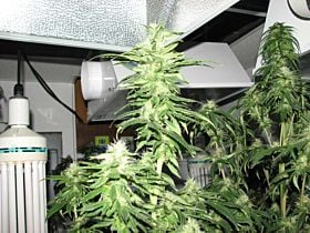 Sagarmatha Indica XXL