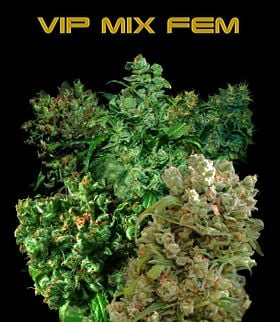 vip mix fem