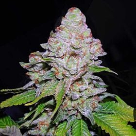 vip white berry