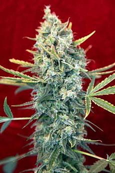 reggae seeds senora amparo