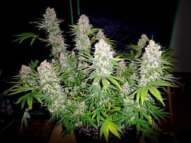 Nirvana Seeds Auto Jock Horror Feminized