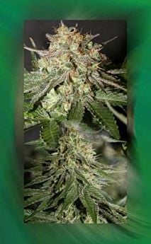 Connoisseur Genetics Seedbank The White Jones Plant