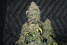 Mr Nice Seedbank - Ortega Regular Seeds