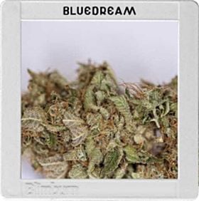 blimburn blue dream