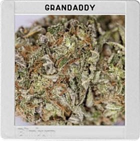 blimburn grand daddy purple