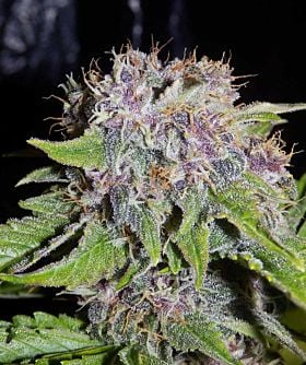 mephisto 24 Carat