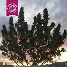 Tropicalseedscompany - Ciskei - Regular - Plant