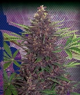 Buddha Seeds Purple Kush Auto Feminised