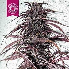 Tropicalseedscompany - Old Congo - Regular - Plant