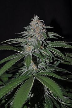 Allstar Genetics King Kong Regular
