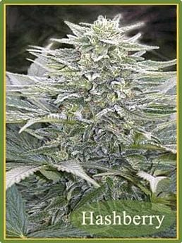 hashberry