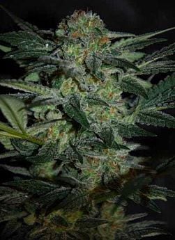 World of Seeds High Tension Feminised