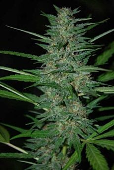 World of Seeds Delirium Feminised