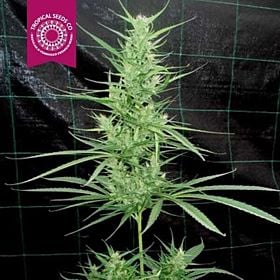 Tropicalseedscompany - Zambian - Regular - Plant