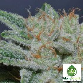 Alphakronik Genes Seedbank Belka Regular Bud