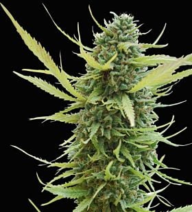 World of Seeds Colombian Gold Feminised