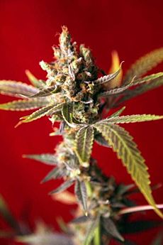reggae seeds dub