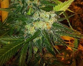 Rare Dankness Seeds 4 Corners Regular
