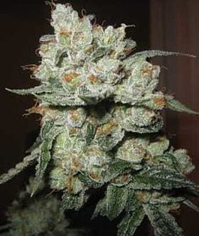 burning bush nurseries Fire OG Kush