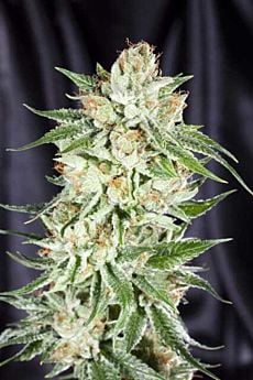 Elemental Seeds - 5th Element 