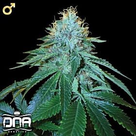 DNA Genetics The OG 18 x Skunk Regular