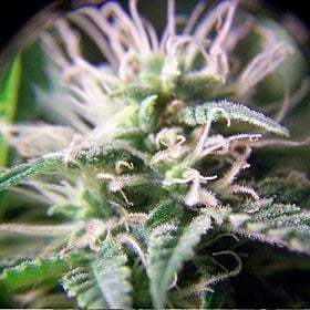Female Seeds Purple Maroc Feminised