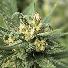 710 Solace Feminized